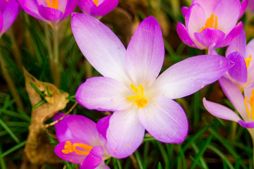 Wall Mural - Crocus, plural crocuses or croci in pink, violet, yellow end etc., close-up crocus