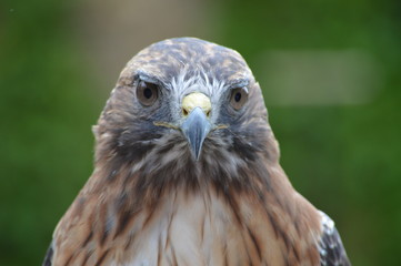 Wall Mural - Red tailed hawk