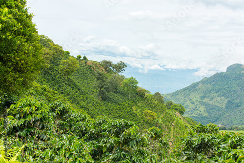 Fotomural Beautiful coffee plantation in Jerico, Colombia in the state of Antioquia