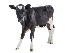 Cow Farm Animal