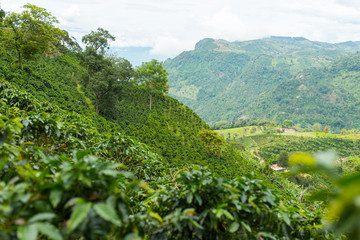 Beautiful coffee plantation in Jerico, Colombia in the state of Antioquia.