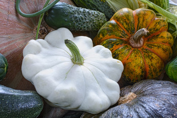 Cucumber, patisson and various pumpkins