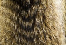 Fur Texture. Raccoon Dog Fur.