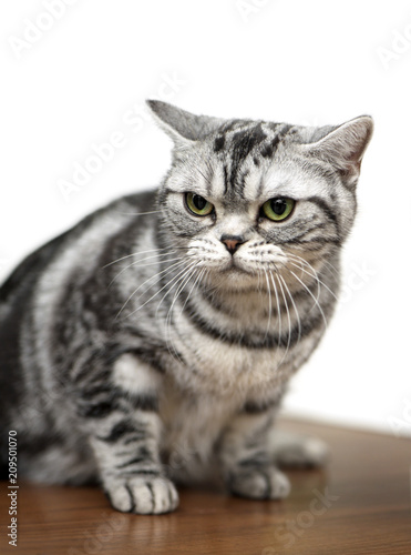 American Shorthair Cat Close Up Sitting On Exhibition Table