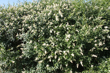 Flowering European Privet Or Ligustrum Vulgare With White Flowers And Green Foliage