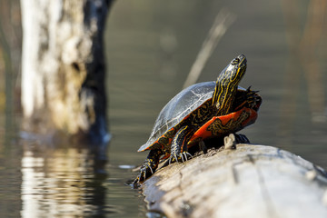 Wall Mural - Painted turtle on a log.