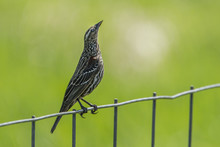 Perched Female Red Winged Blackbird.