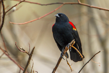 Closeup of redwinged blackbird.