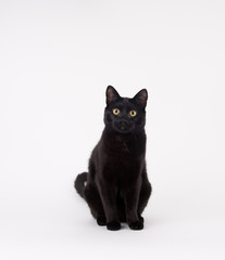  Black Cat on White Background