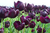 Fototapeta Tulipany - Purple Dream Tulips at Woodenshoe Tulip Farm in Woodburn Oregon