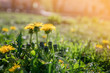 Field with yellow dandelions and blurred green background. Nature background