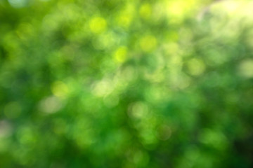 Green blured bokeh backgraund