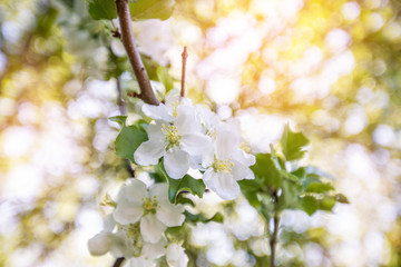  Apple blossom on a tree. Natural background with flowers