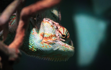 Wall Mural - Veiled chameleon (Chamaeleo calyptratus) peeking out of the shade in a dense forest, photographed in Australia.