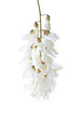 Blossoming Acacia ( Black Locust)  isolated on white background.