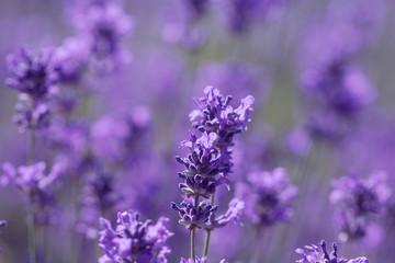 Canvas Print - field lavender morning