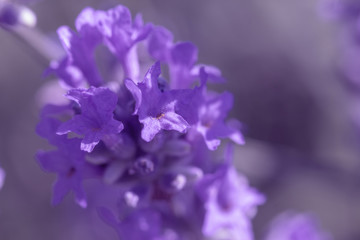 Canvas Print - field lavender morning