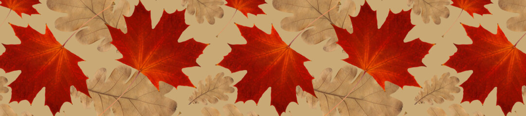 Wall Mural -  panorama autumn pattern from  oak leaves and dry red maple leaves