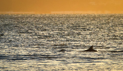 Wall Mural - A group of Indo-Pacific bottlenose dolphins (Tursiops aduncus) poke above the surface during sunset at Jervis Bay National Park, New South Wales, Australia.