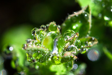 Wall Mural - Dewdrops sitting on the tip of a plant in the Great Otway National Park, Victoria, Australia.