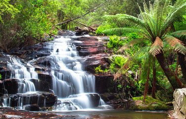 Wall Mural - Cora Lynn Falls next to a man fern (aka soft tree fern, Dicksonia antarctica) in the Great Otway National Park, Victoria, Australia.