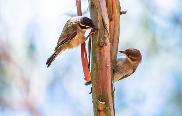 Wall Mural - A pair of brown-headed honeyeaters (Melithreptus brevirostris) on a tree in the Dandenong Ranges, Victoria, Australia.