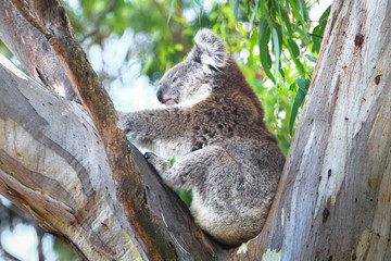 Wall Mural - An adult koala (Phascolarctos cinereus) in a eucalyptus tree in the You Yangs Regional Park, Victoria, Australia.