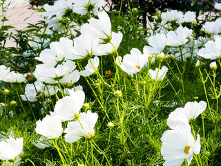 field of white daisies in summer, Daisy flower - wild chamomile