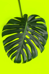 Sticker - Fashion background with Monstera leaf