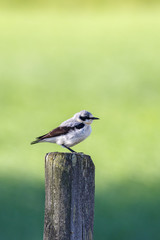 Sticker - Northern wheatear bird perched on a wooden pole