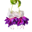 blooming hanging twig in shades of dark violet and white fuchsia is isolated on background, Deep Purple, close up