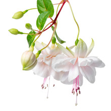 Blooming Hanging Twig Of White Fuchsia Is Isolated On Background, Frank Unswort, Close Up
