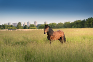 beautiful horse running outdoors