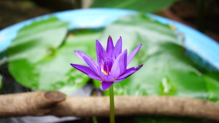 Wall Mural - violet lotus in water background
