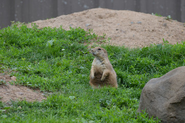 Poster - Prairie dog in the grass