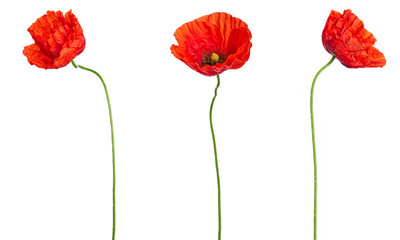 Wild red poppies in a row isolated on white background.Different angles