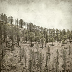 Obraz na płótnie sosna retro góra pejzaż