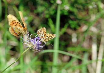 two butterfly on Purple flower