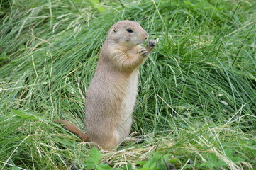 Poster - Prairie dog in the grass