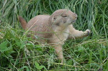 Poster - Prairie dog in the grass