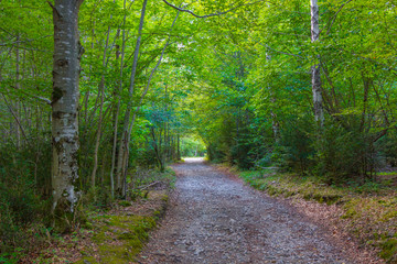 Wall Mural - Road between trees