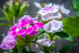 Fototapeta Tęcza - A bouquet of soft pink and purple dianthus flowers in the garden, with a shallow depth of field.