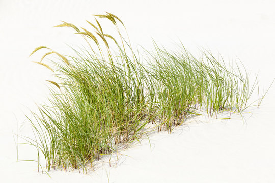 tuft of grass in white sand