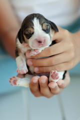 Puppy beagle 
