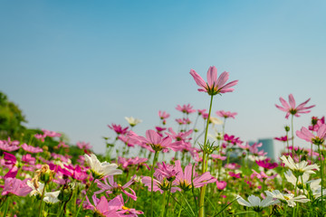 pink cosmos flowers in garden