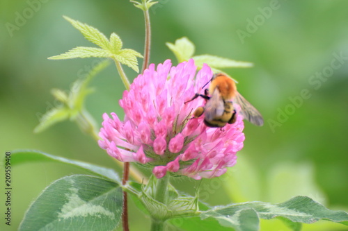 紫詰草の蜜を吸うミツバチ Stock 写真 Adobe Stock 紫詰草の蜜を吸うミツバチ Stock 写真 Adobe Stock