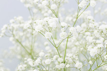 Background With Tiny White Flowers (gypsophila Paniculata)