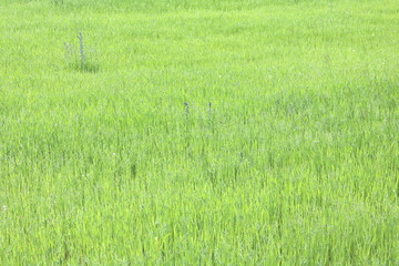 Natural green background with juicy spring green grass