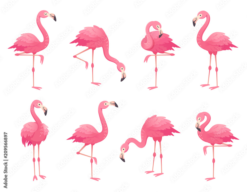 Exotic pink flamingos birds. Flamingo with rose feathers stand on one leg. Rosy plumage flam bird cartoon vector illustration - obrazy, fototapety, plakaty 