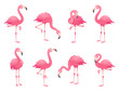 Exotic pink flamingos birds. Flamingo with rose feathers stand on one leg. Rosy plumage flam bird cartoon vector illustration